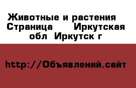  Животные и растения - Страница 11 . Иркутская обл.,Иркутск г.